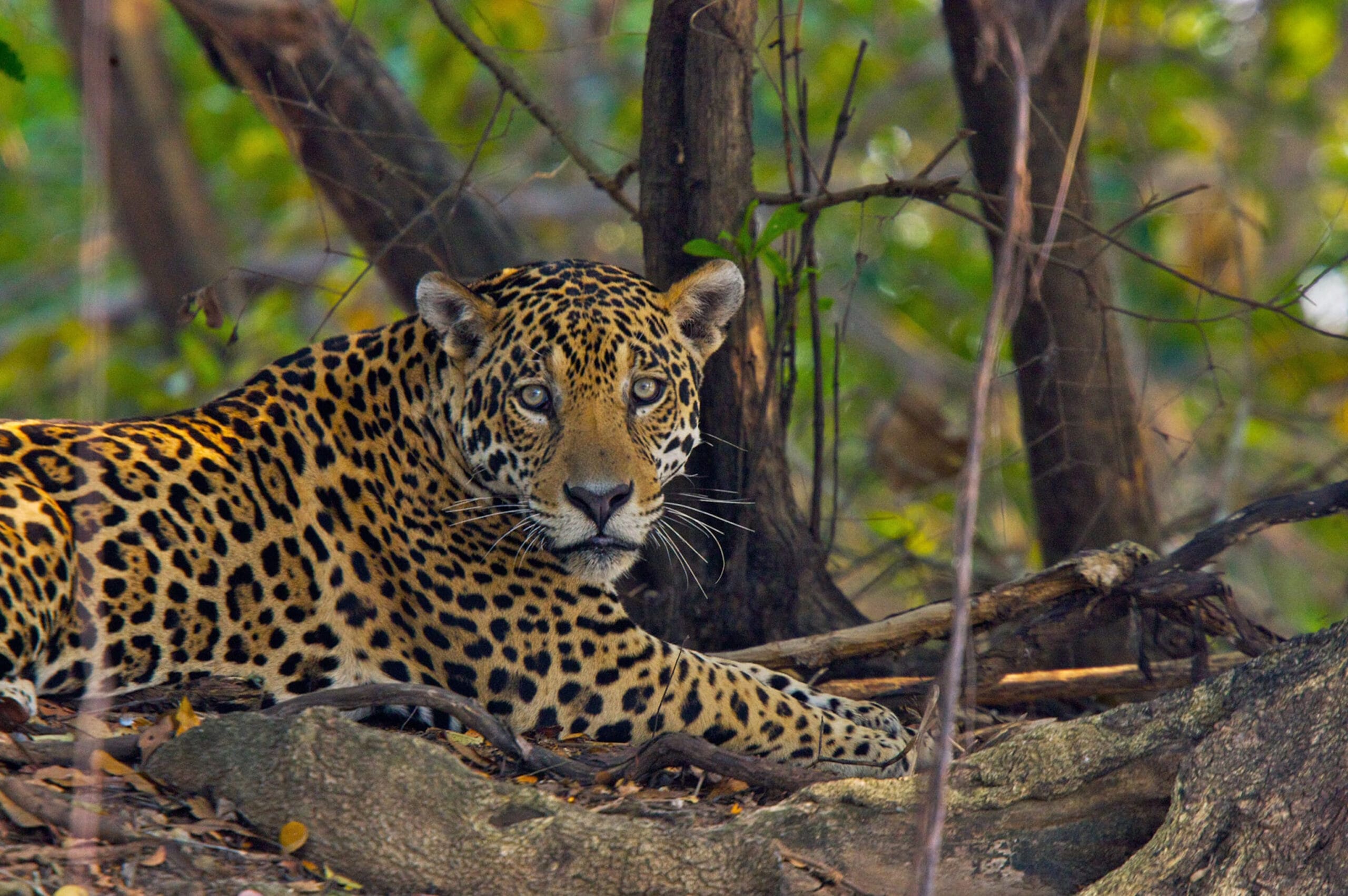 Amazon Rainforest Animals