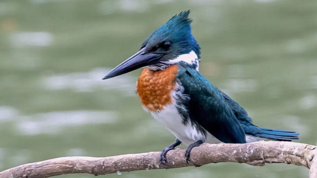 Amazon Rainforest Birds Amazon Kingfisher