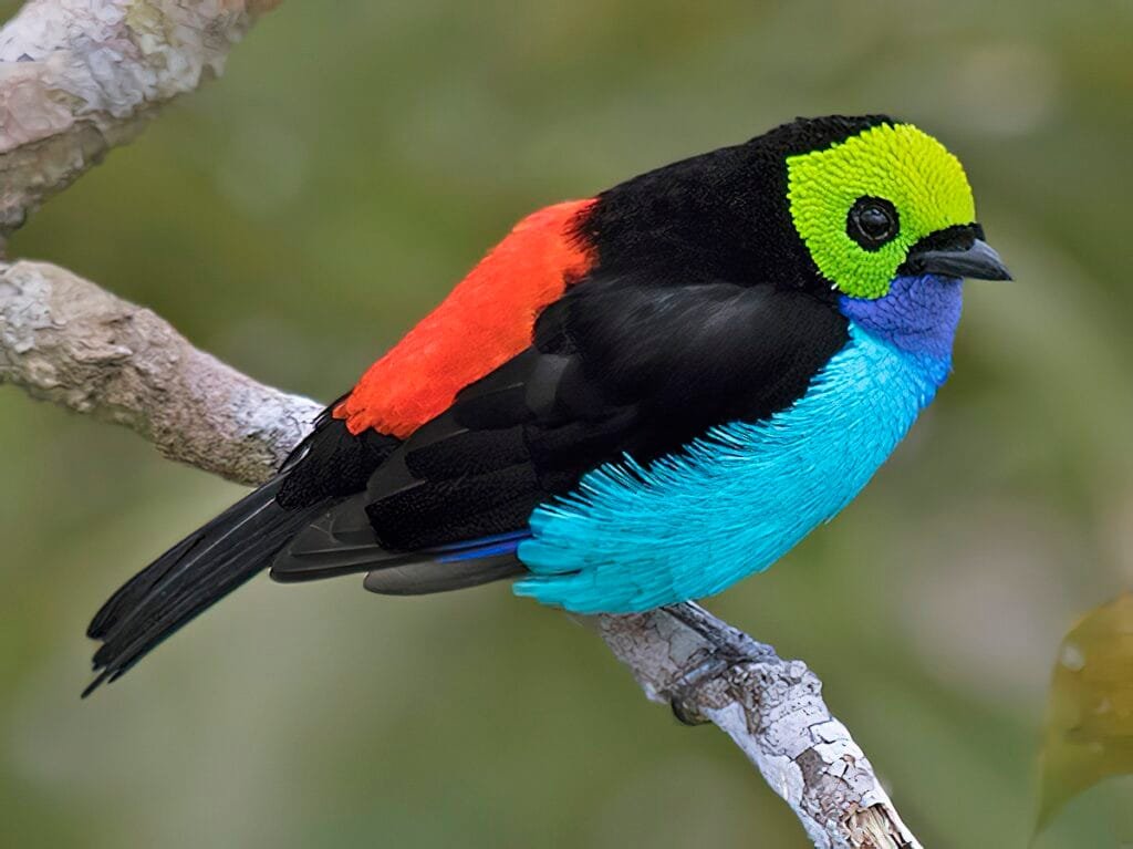 Amazon Rainforest Birds Paradise Tanager