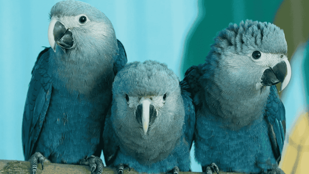 Amazon Rainforest Birds The Spixs Macaw Parrot