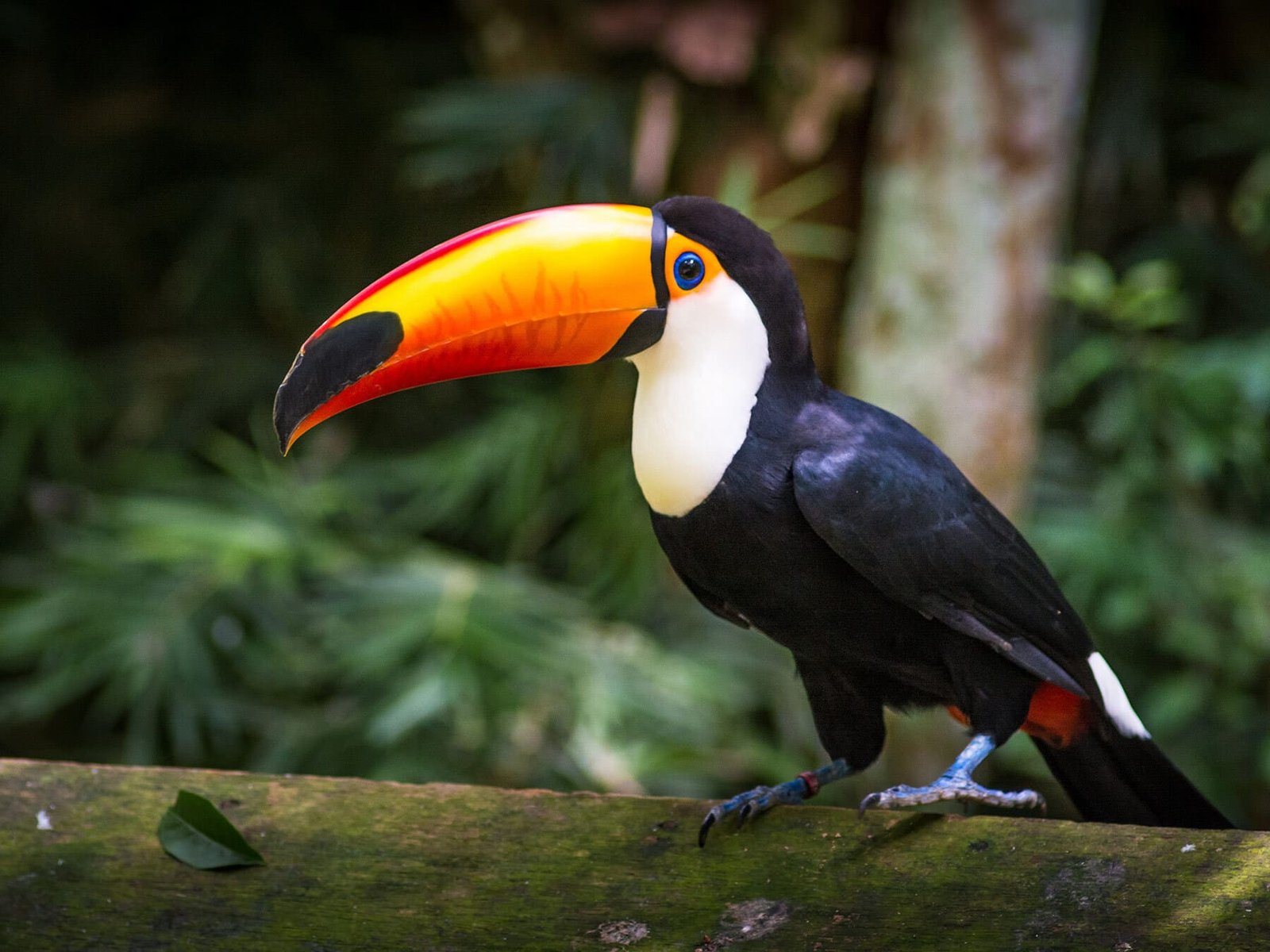 Amazon Rainforest Birds: The Most Exotic Species To Spot On Your Next Trip