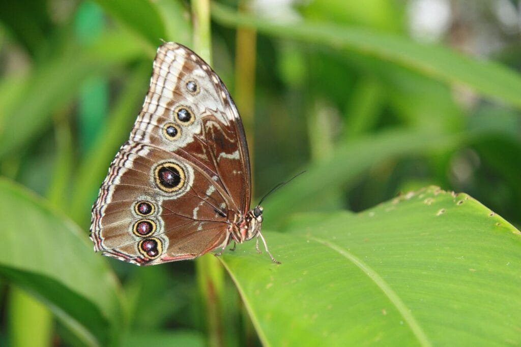 Blue Morpho Butterfly At Rest
