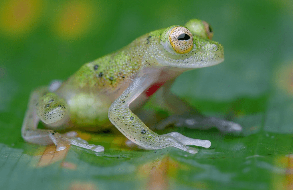 Rare Amazon Animals Glass Frog