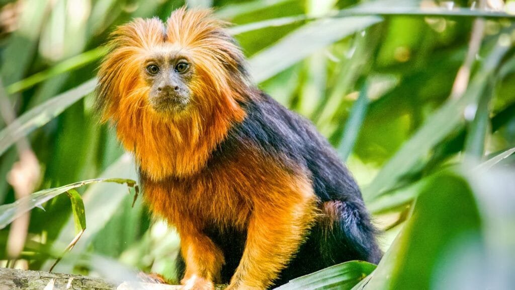Rare Amazon Animals Golden Lion Tamarin Monkey
