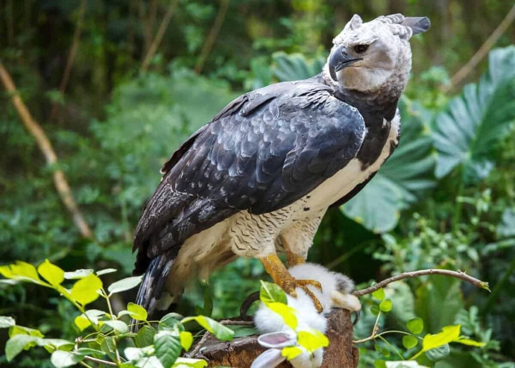 Rare Amazon Animals Harpy Eagle