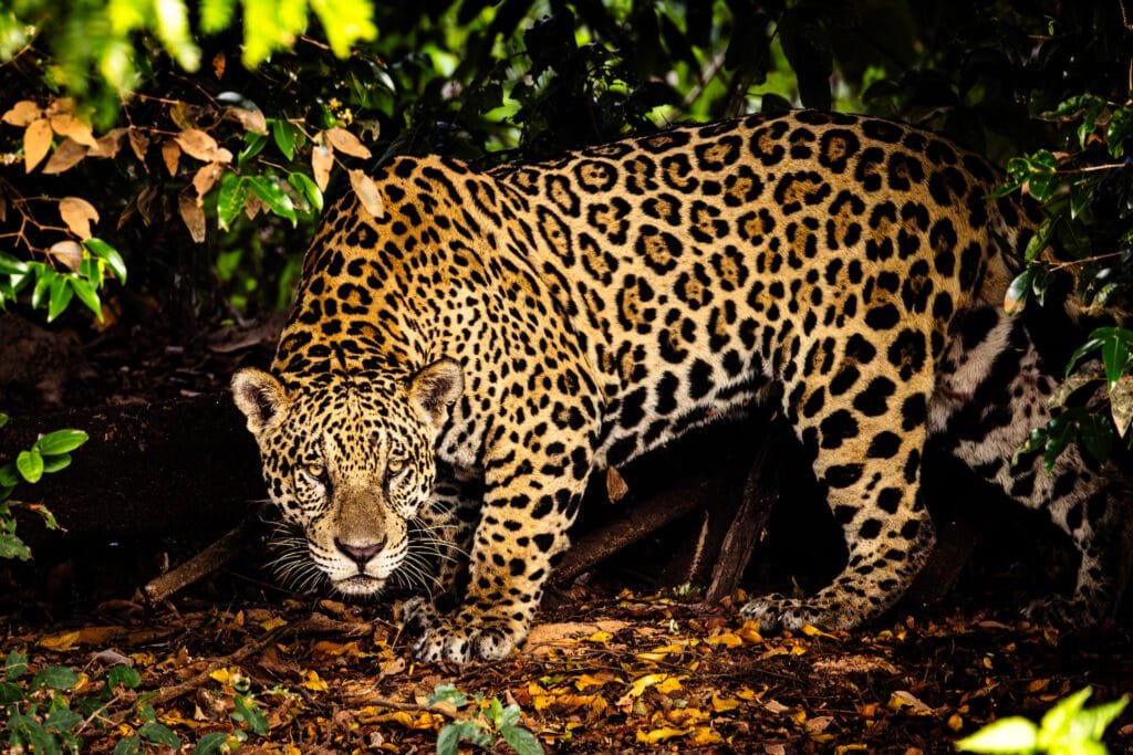 Rare Amazon Animals Jaguar