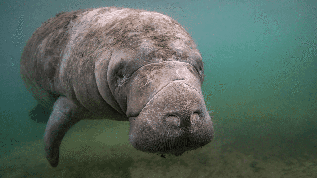 Rare Amazon Animals Manatee
