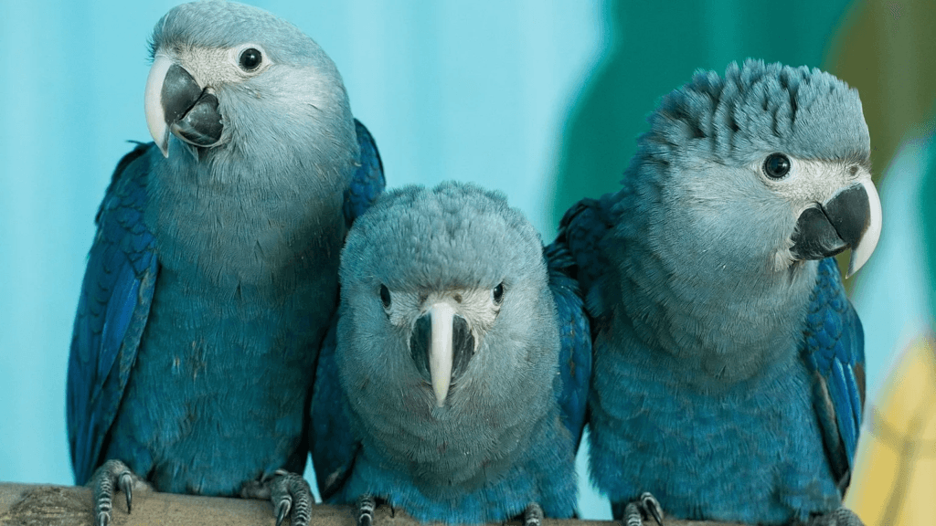Rare Amazon Animals The Spix’s Macaw Parrot