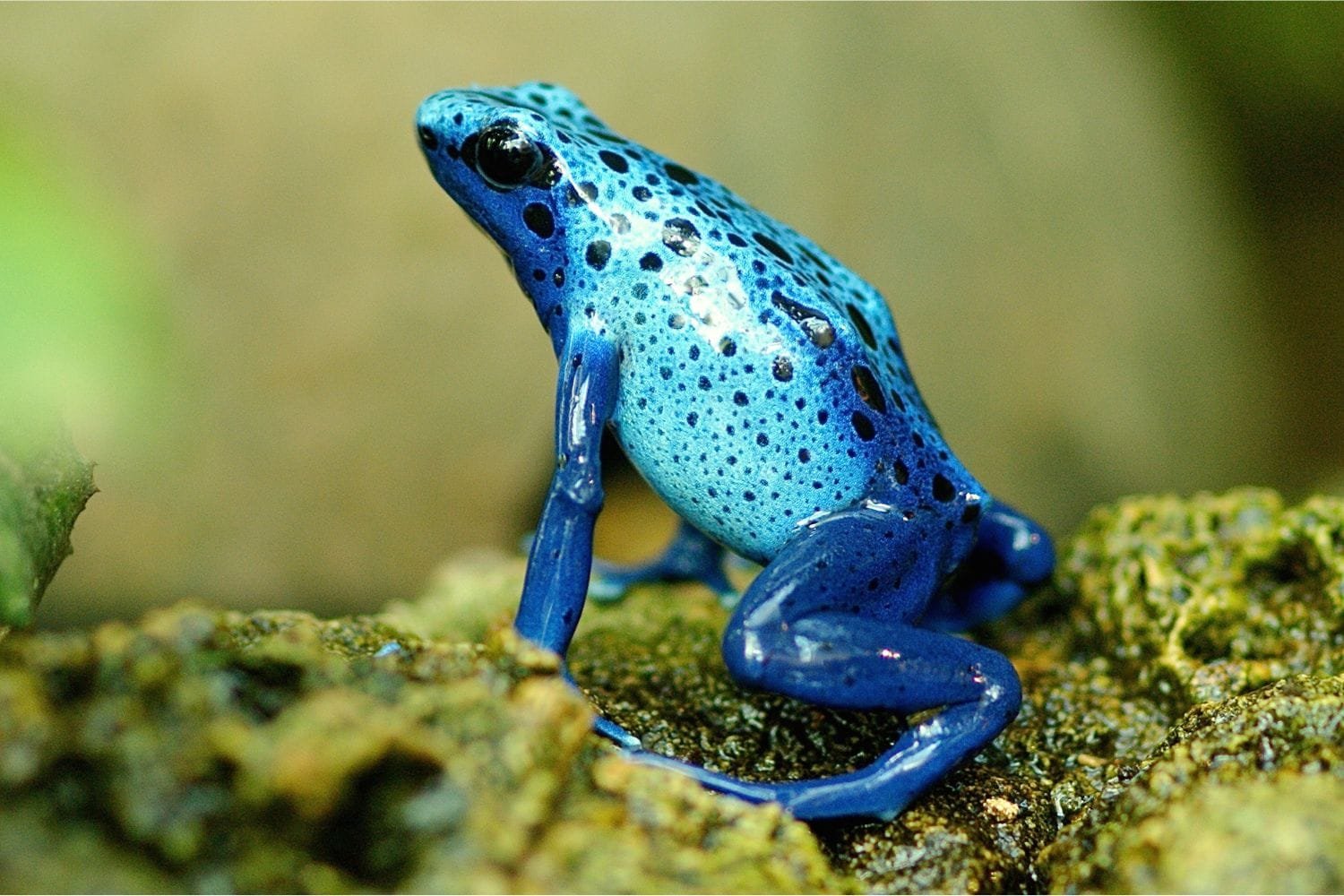 The Most Rare Amazon Animals (And How To Best Spot Them In 2026)