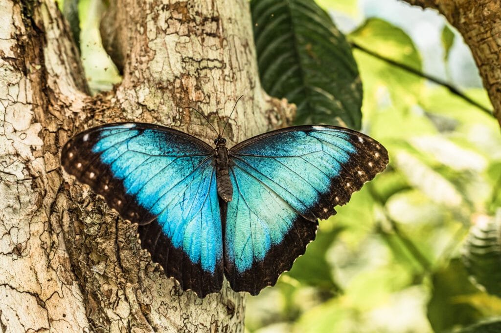 The Blue Morpho Butterfly