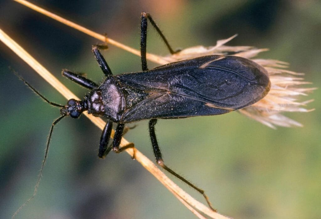 Amazon Jungle Bugs Assassin Bug