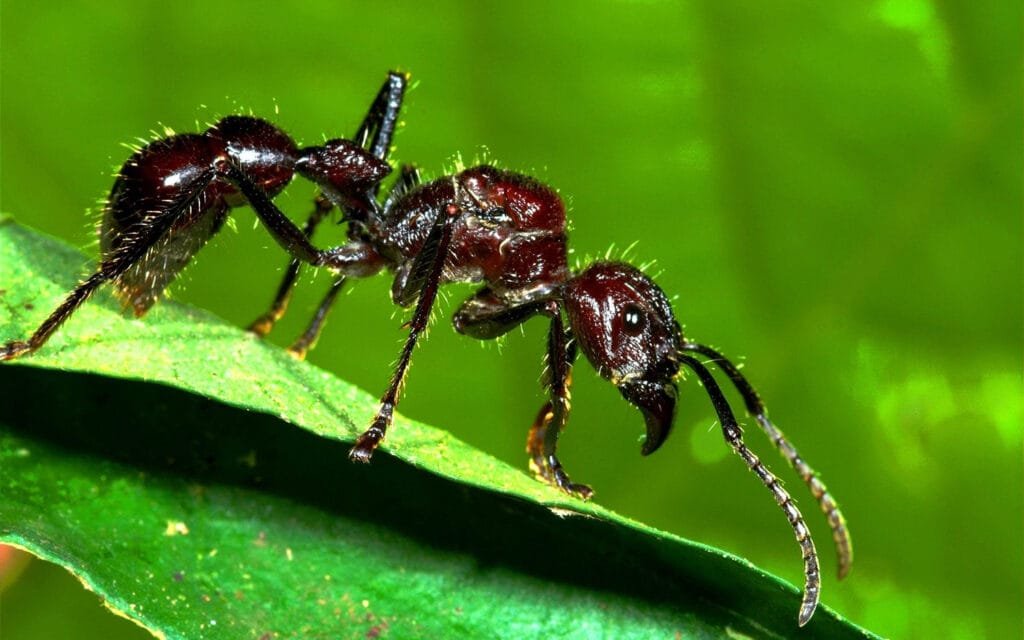 Amazon Jungle Bugs Bullet Ant