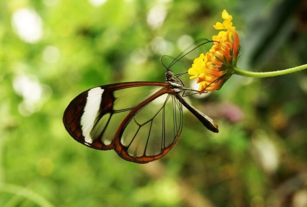 Amazon Jungle Bugs Glasswing Butterfly