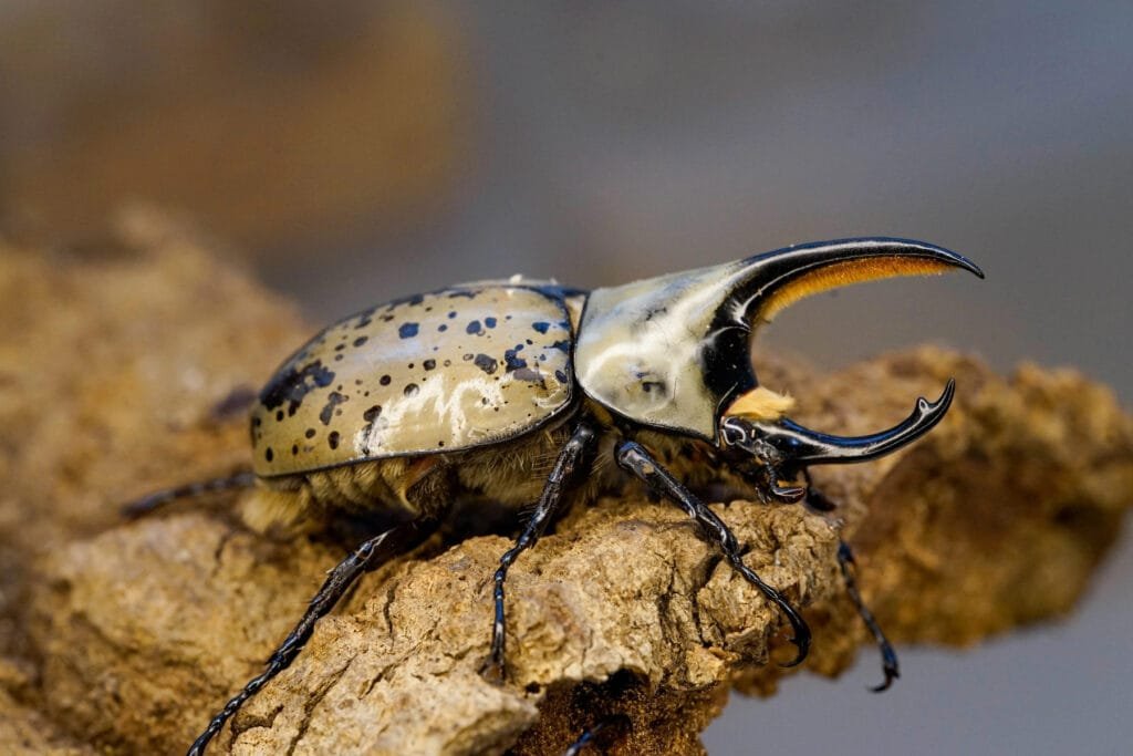 Amazon Jungle Bugs Hercules Beetle