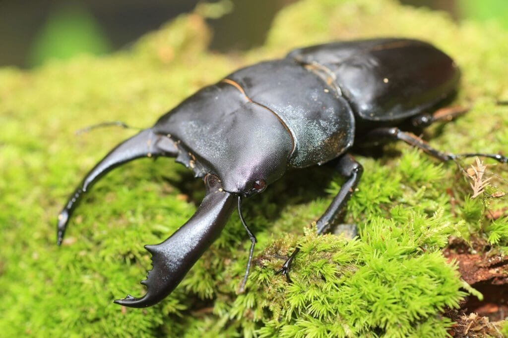 Amazon Jungle Bugs Titan Beetle