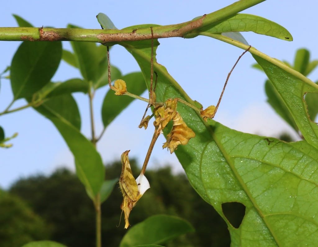 Amazon Jungle Bugs Violin Mantis
