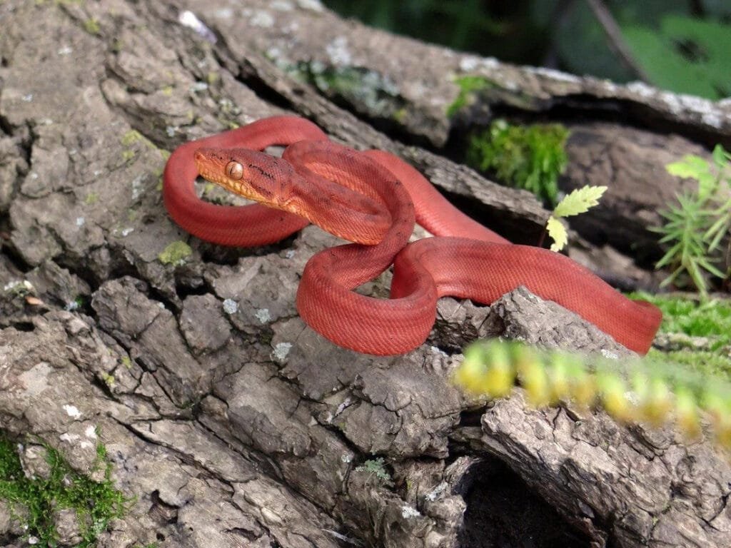 Amazon Rainforest Snakes Amazon Tree Boa