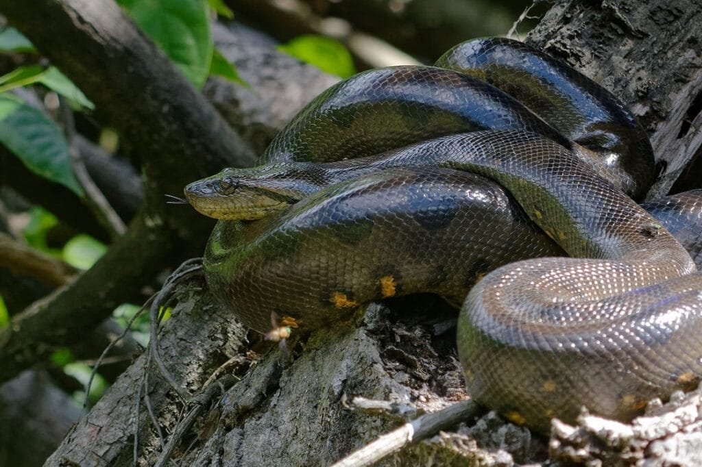 Amazon Rainforest Snakes Anaconda