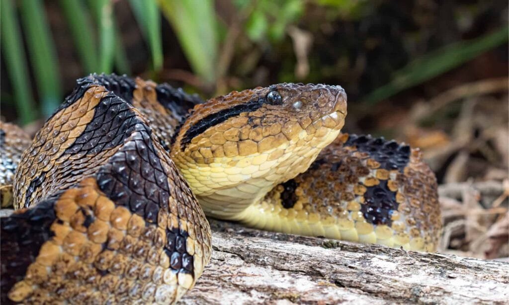 Amazon Rainforest Snakes Fer-de-Lance