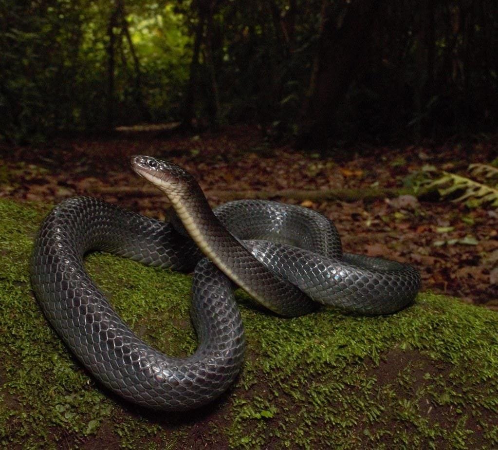 Amazon Rainforest Snakes Mussurana