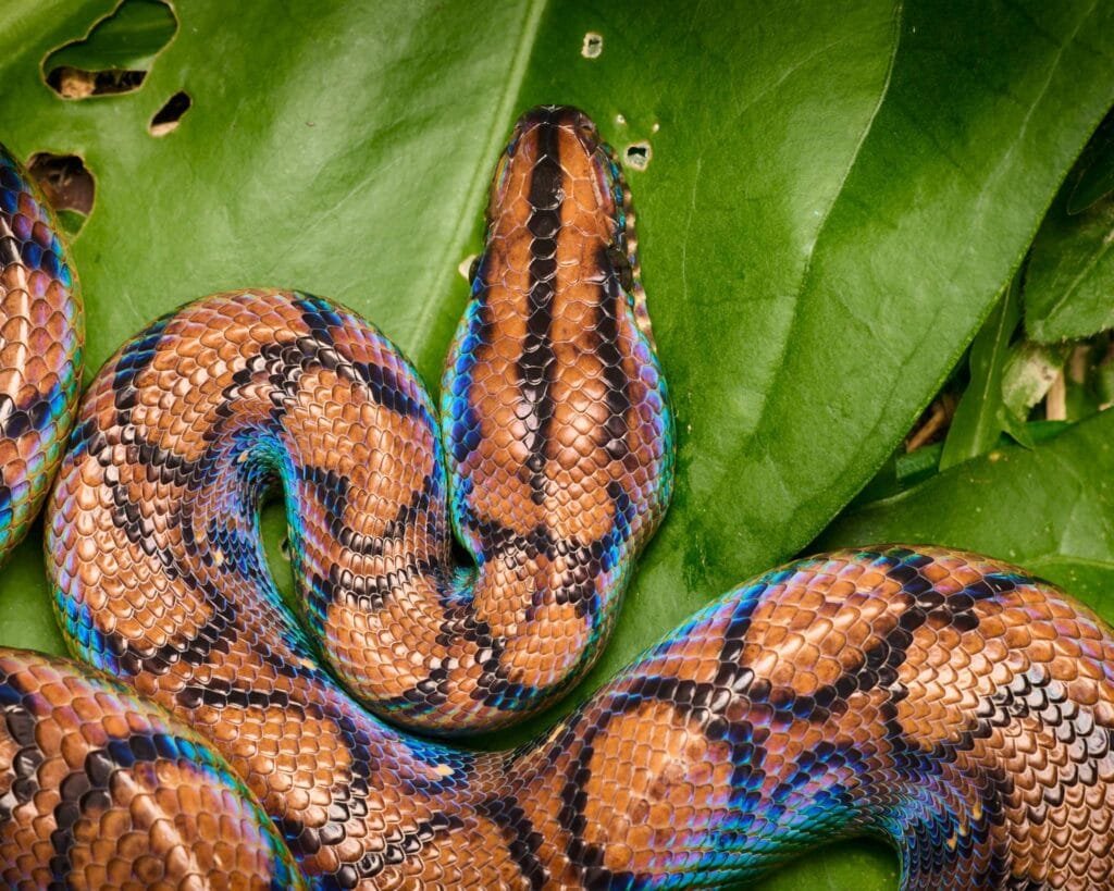 Amazon Rainforest Snakes Rainbow Boa