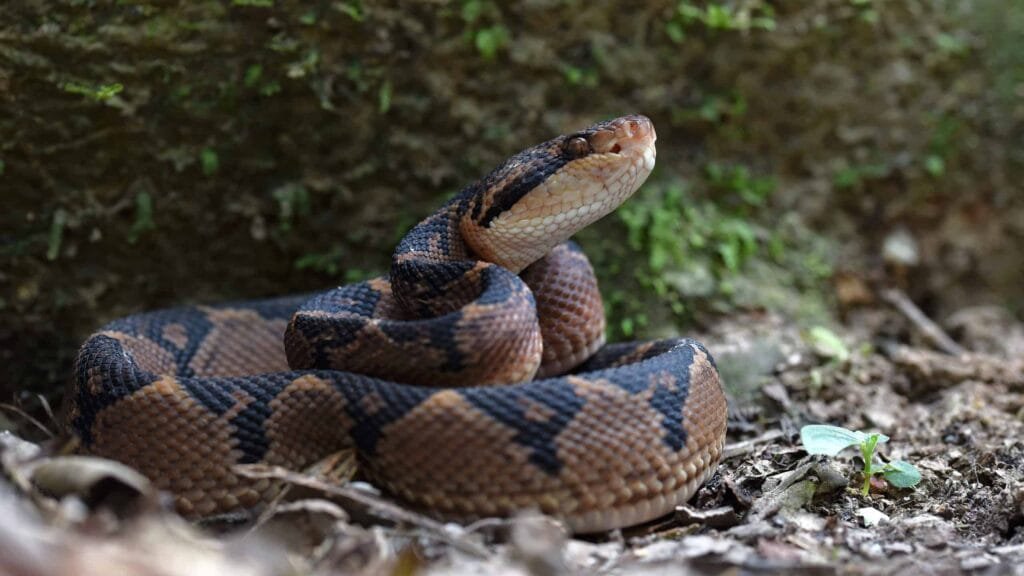 Amazon Rainforest Snakes South American Bushmaster