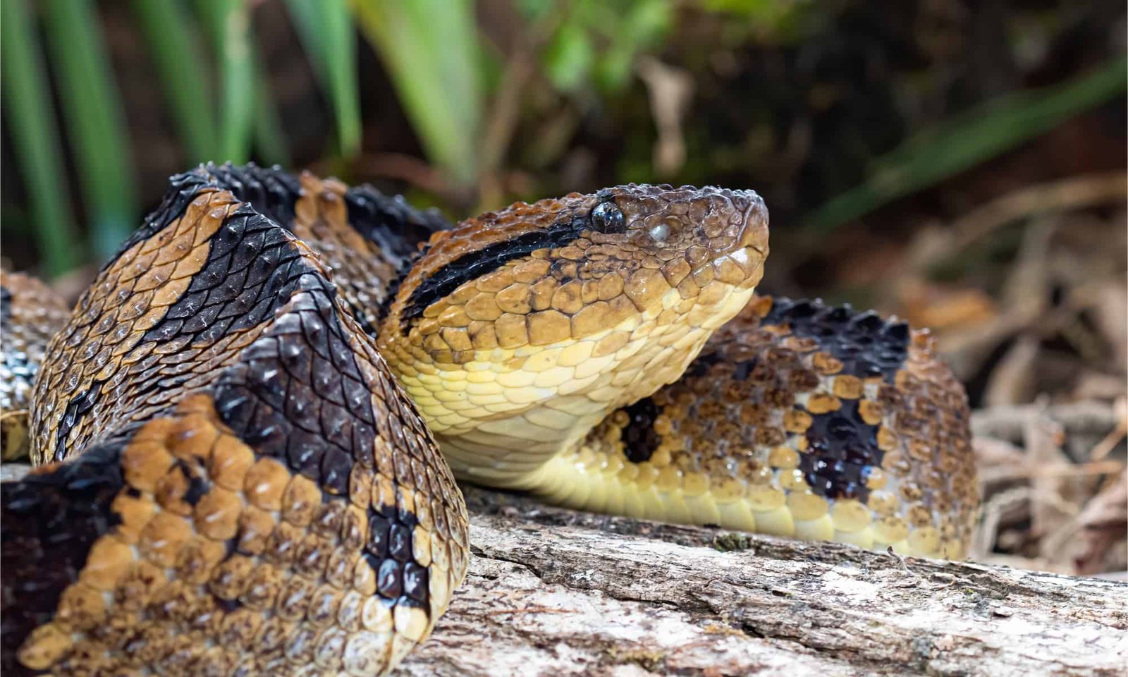 Amazon Rainforest Snakes: How To Spot The Jungle’s Ancient Predators