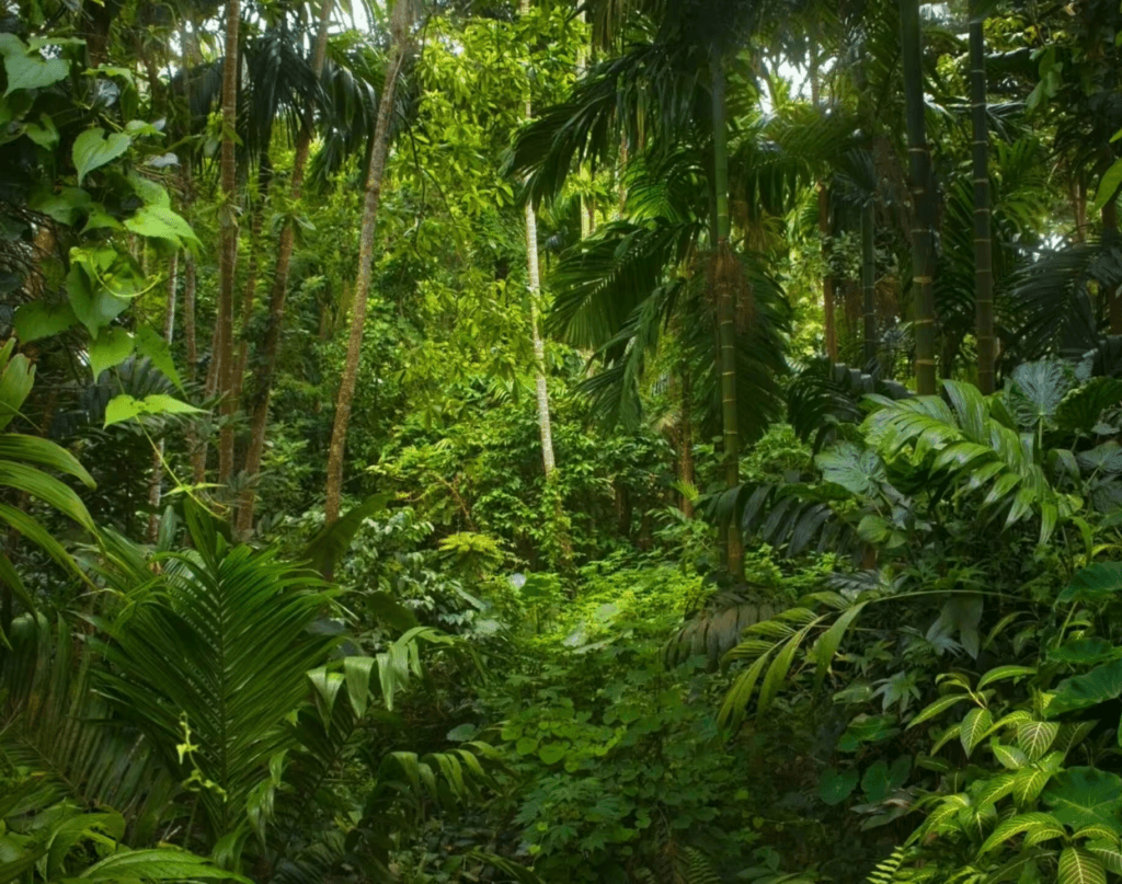 Best Time To Visit The Amazon