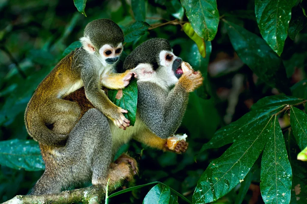 Best Time To Visit The Amazon Autumn Season