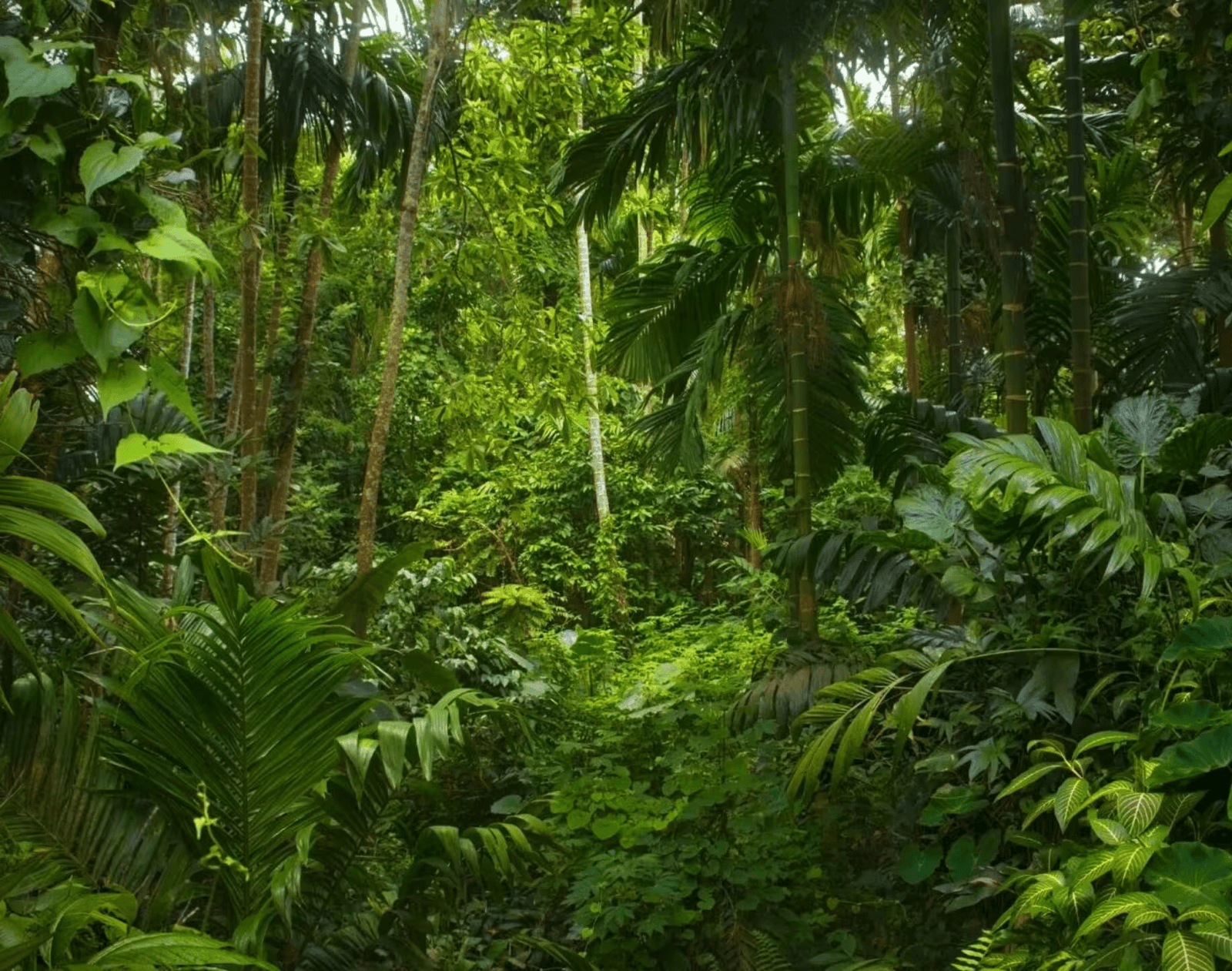 The Best Time To Visit The Amazon Rainforest In Peru: Your Expert 2026 Guide