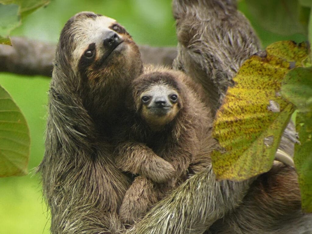 Sloths In The Amazon Peru Baby Sloth