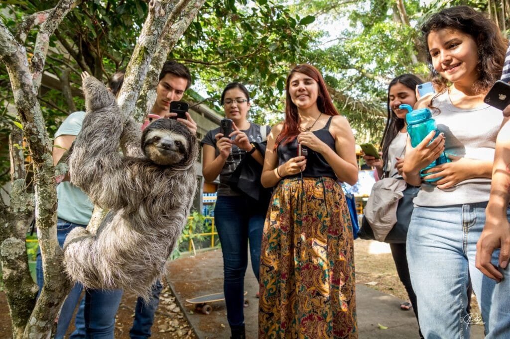 Sloths In The Amazon Peru Tour