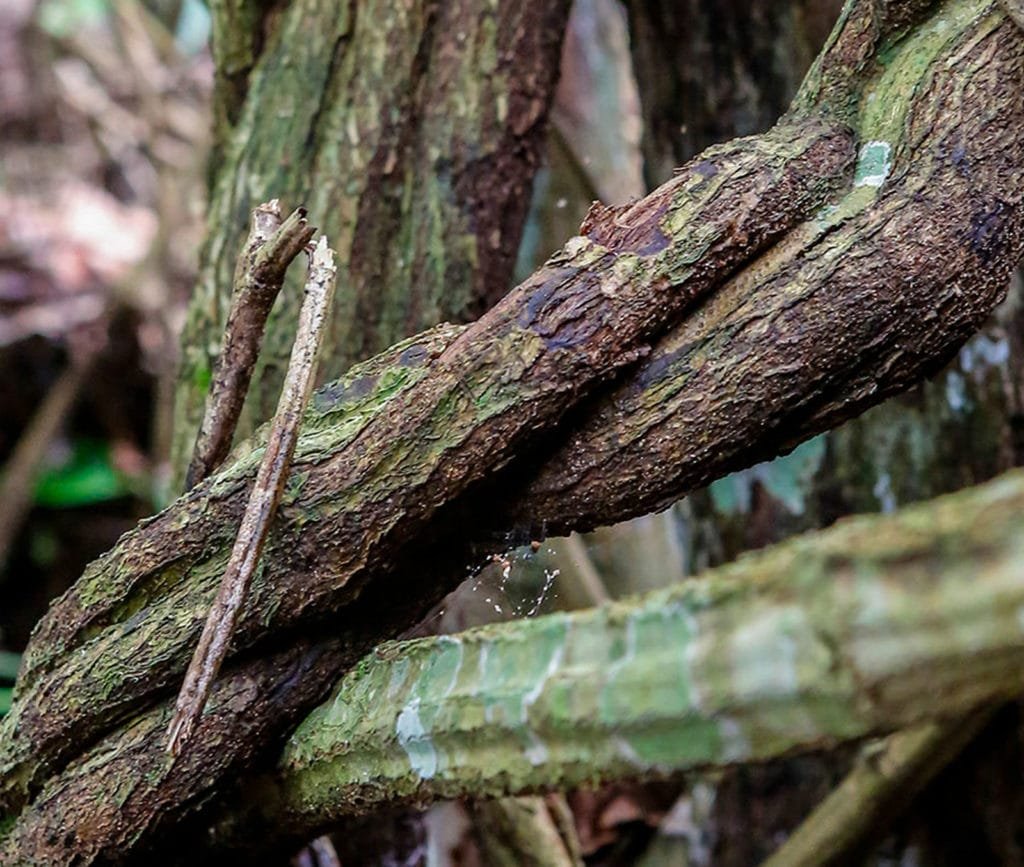 Amazon Plants Ayahuasca