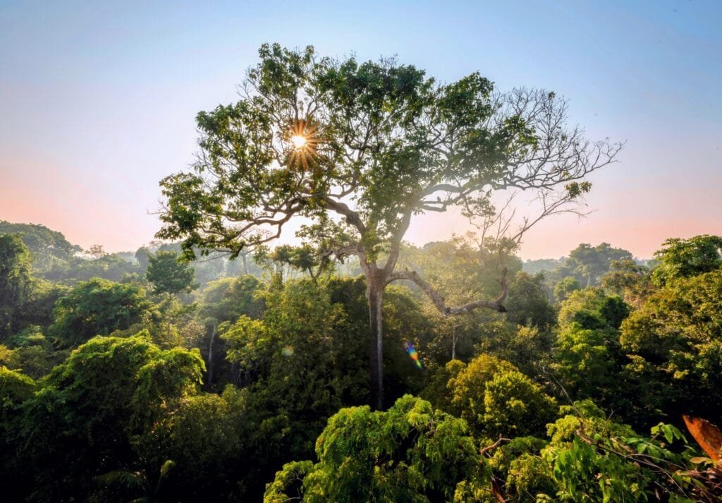 Amazon Plants Brazil Nut Tree