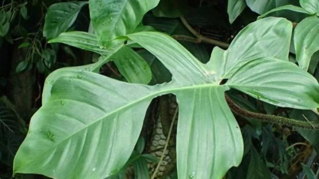 Amazon Plants Curare
