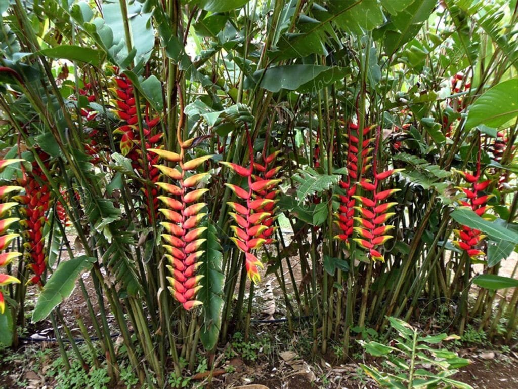 Amazon Plants Heliconia