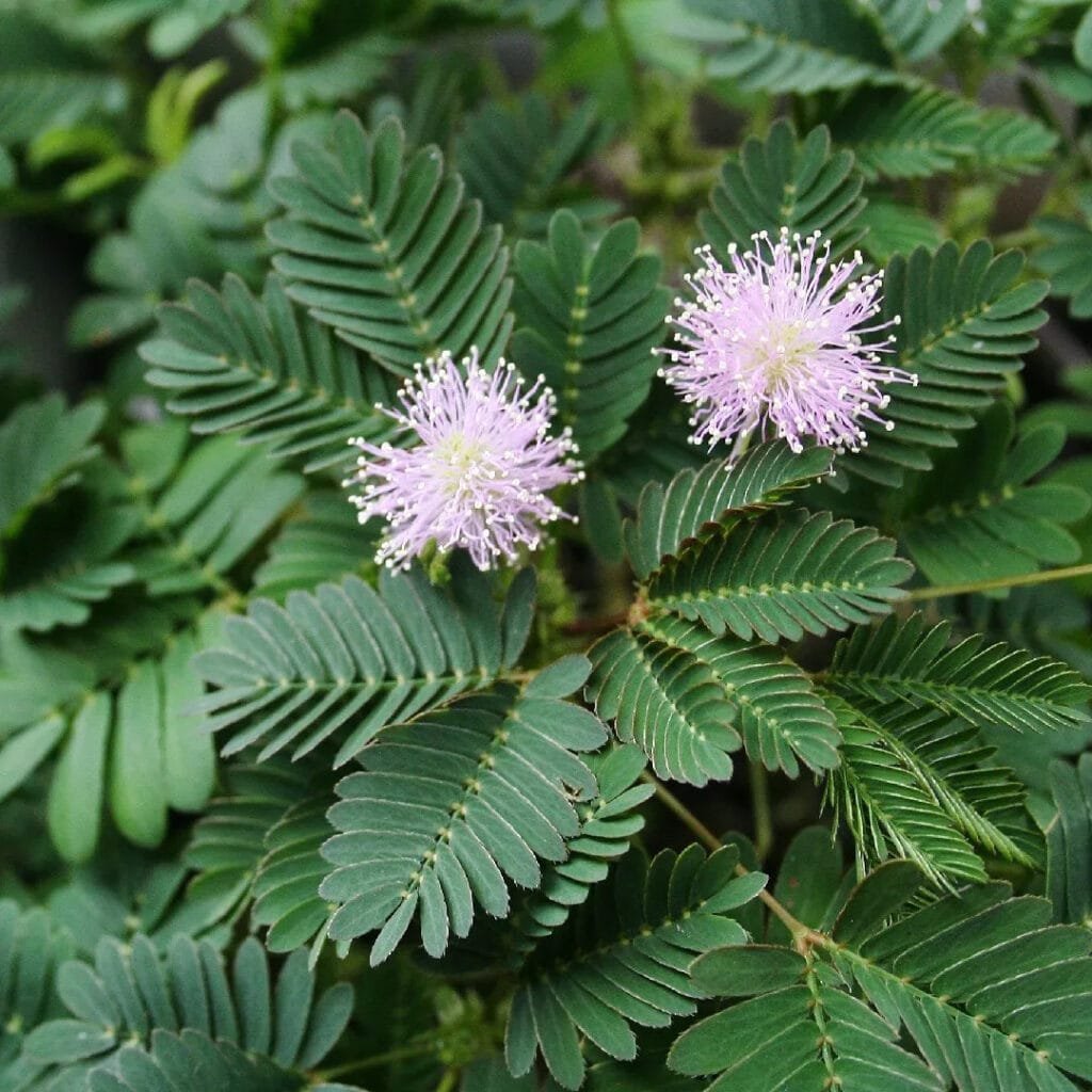 Amazon Plants Mimosa Pudica
