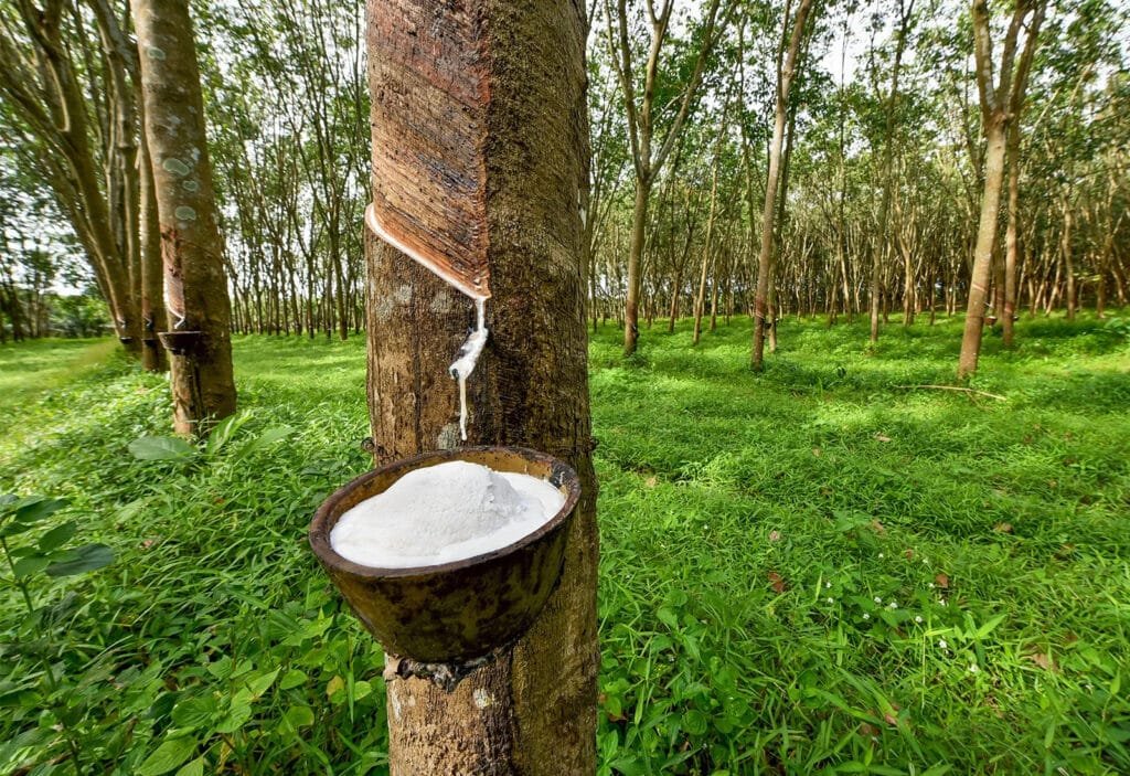 Amazon Plants Rubber Tree