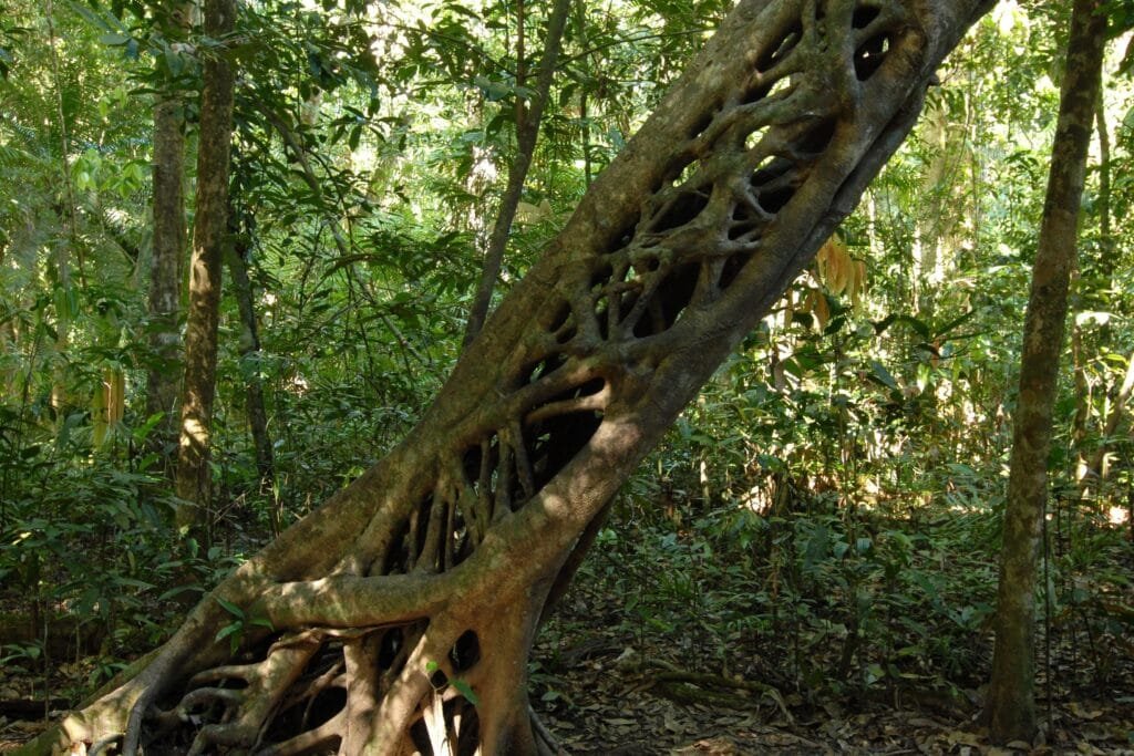 Amazon Plants Strangler Fig