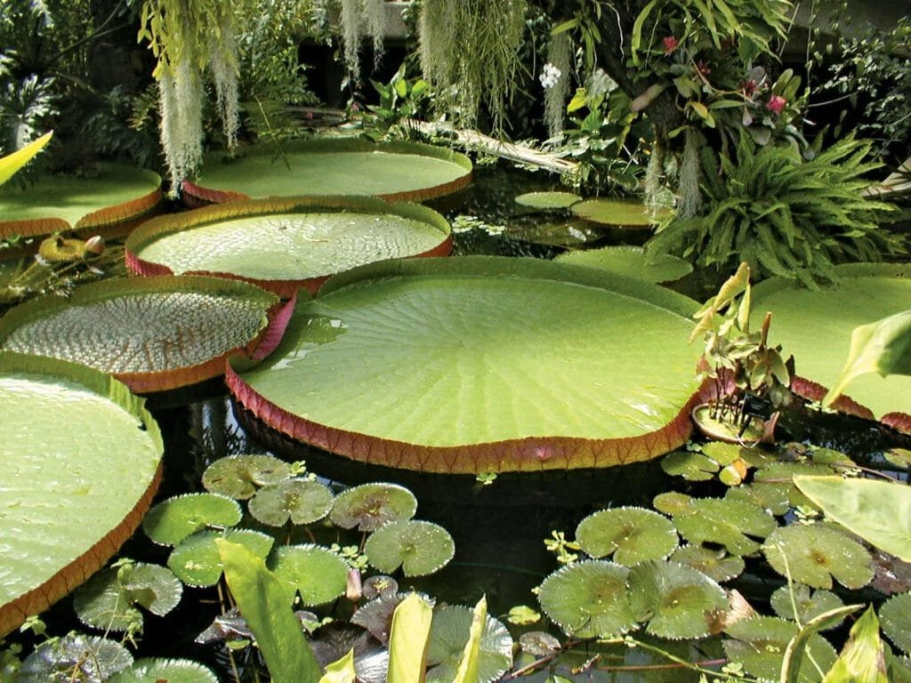 Amazon Plants Victoria Amazonica Giant Water Lily