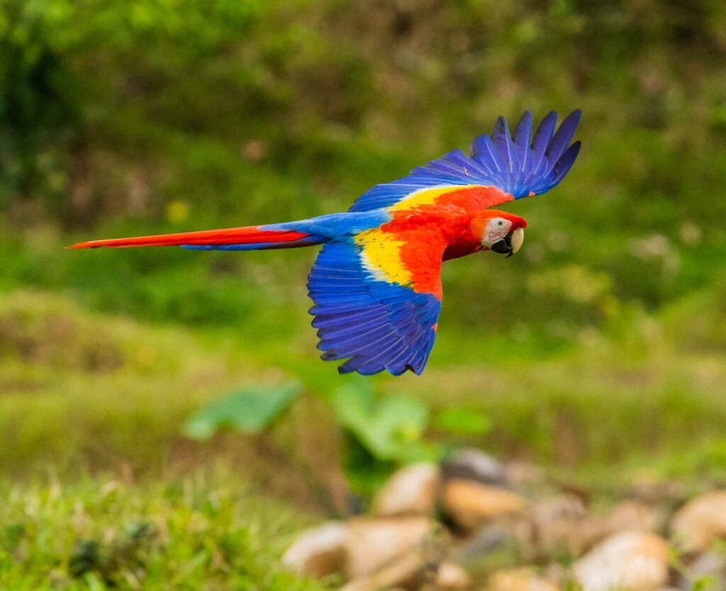 Peru Amazon In February Birds