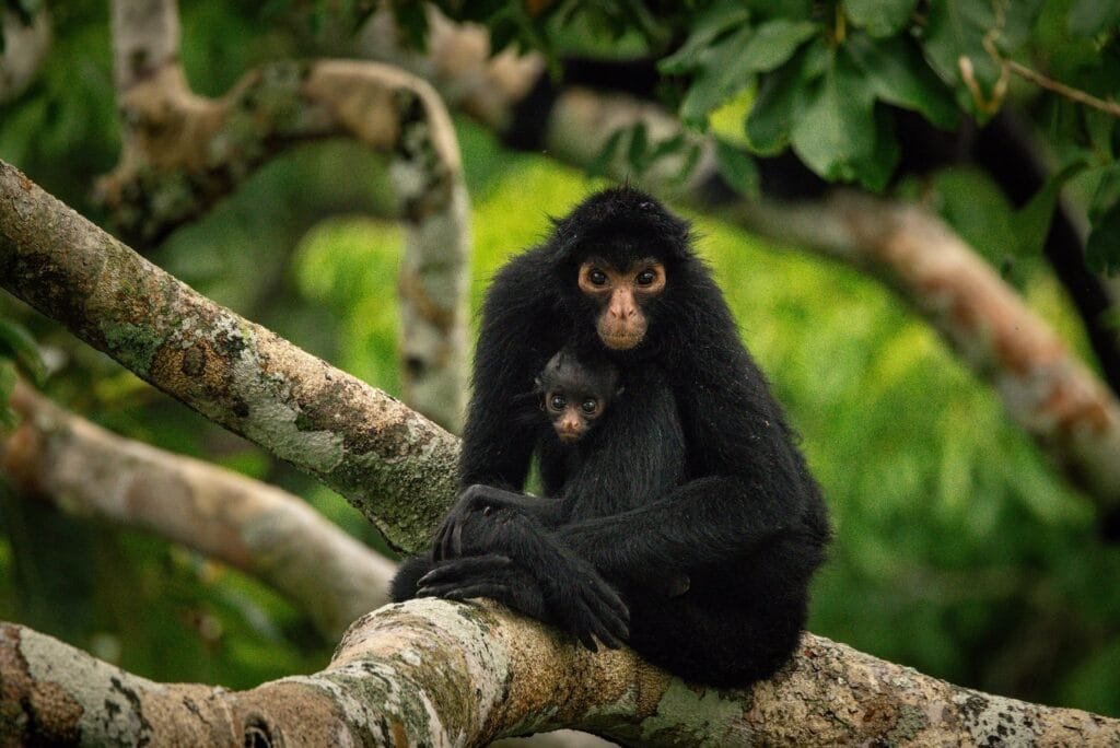 Peru Amazon In February Monkeys