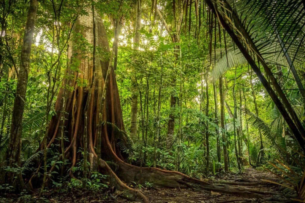 Peru Amazon In January Weather