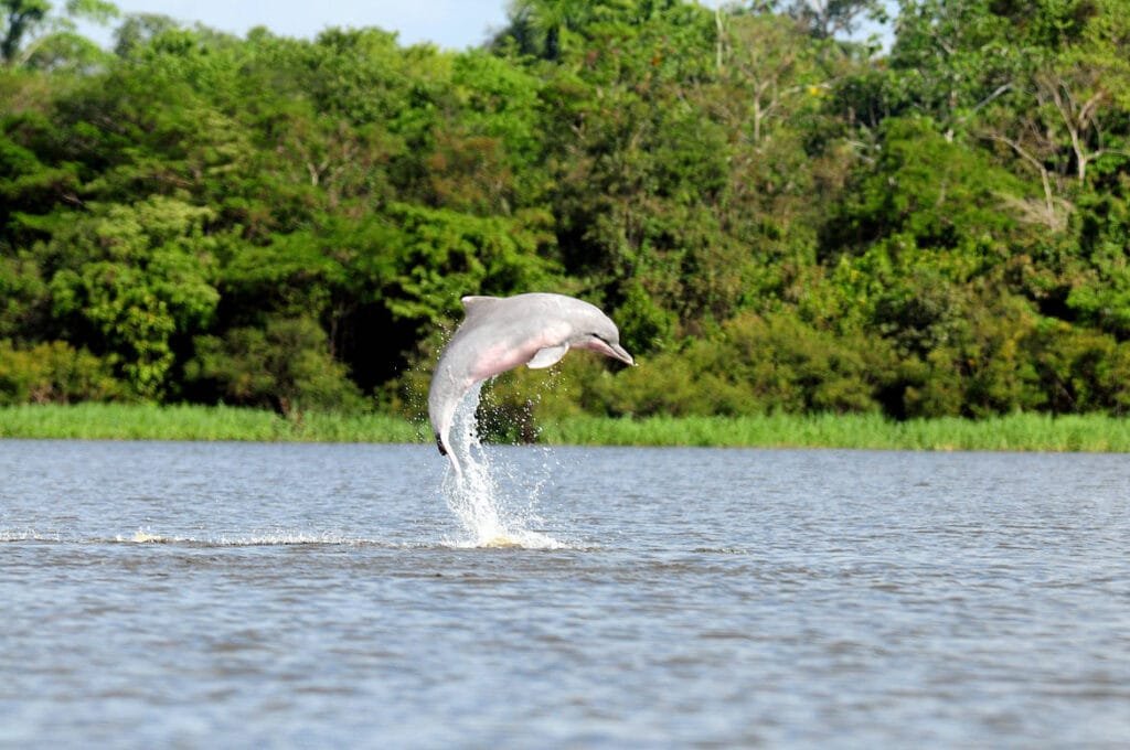 Peru Amazon In January Pink River Dolphins