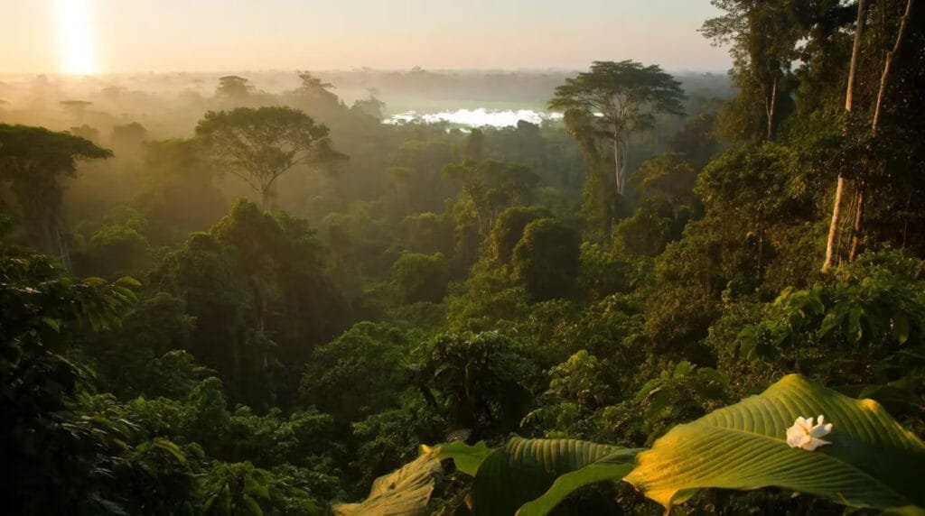 Peru Amazon In January