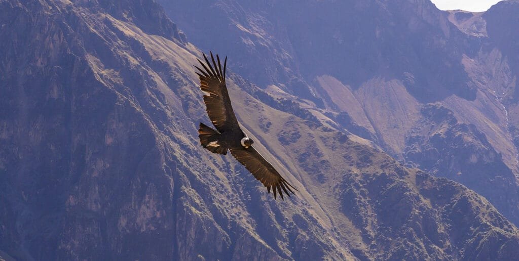 Peruvian Birds Andean Condor