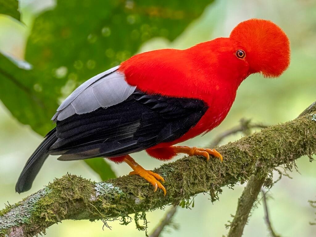 Peruvian Birds Cock-of-the-rock