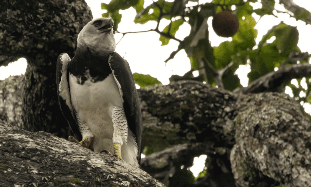 Peruvian Birds Harpy Eagle