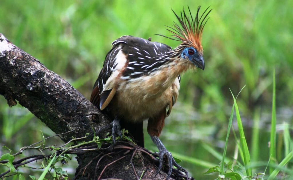 Peruvian Birds Hoatzin