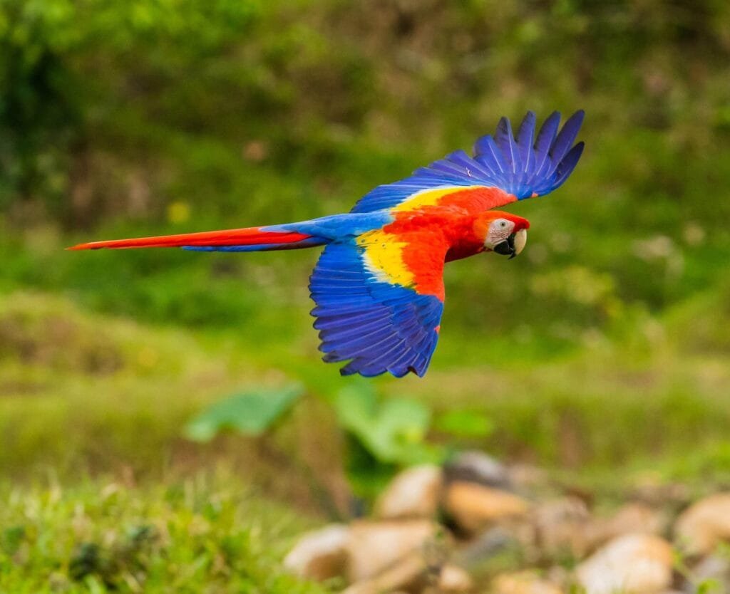 Peruvian Birds Scarlet Macaw